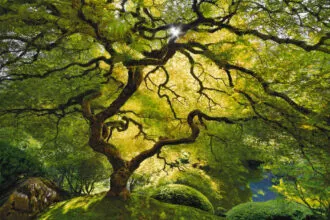 Peter Lik 330x220