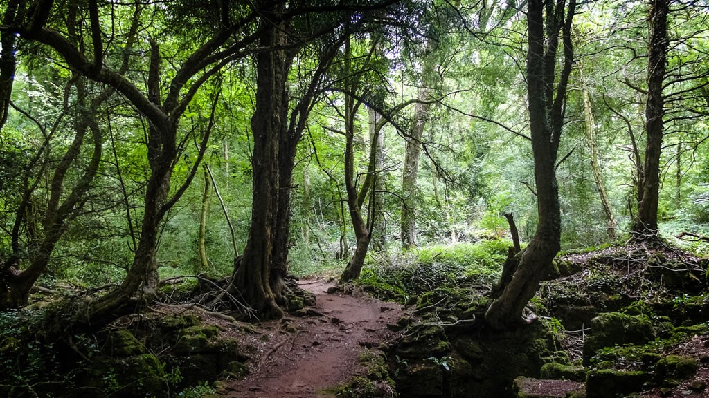 Puzzlewood