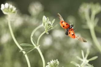 Photographier les insectes en vol