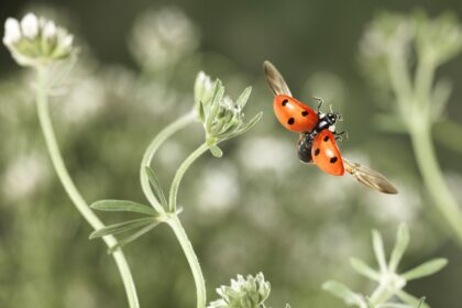 Photographier les insectes en vol