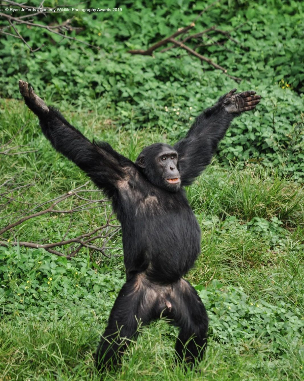 Top 40 Des Images Les Plus Drôles Des Animaux Sauvages 2019