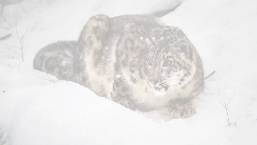 Vincent Munier Sylvain Tesson à l'affût de La Panthère des Neiges La Panthère des Neiges