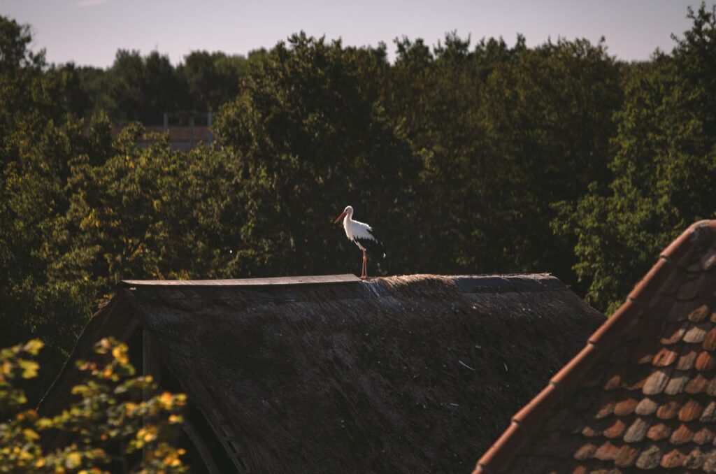 Oiseaux migrateurs en Alsace