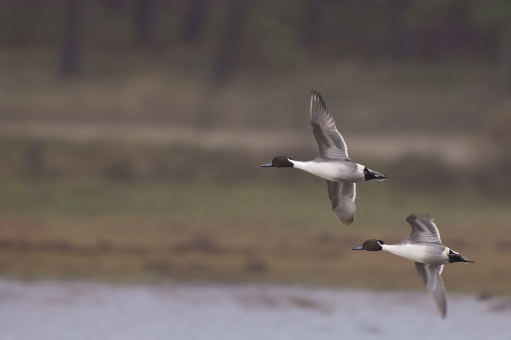 Canard pilet