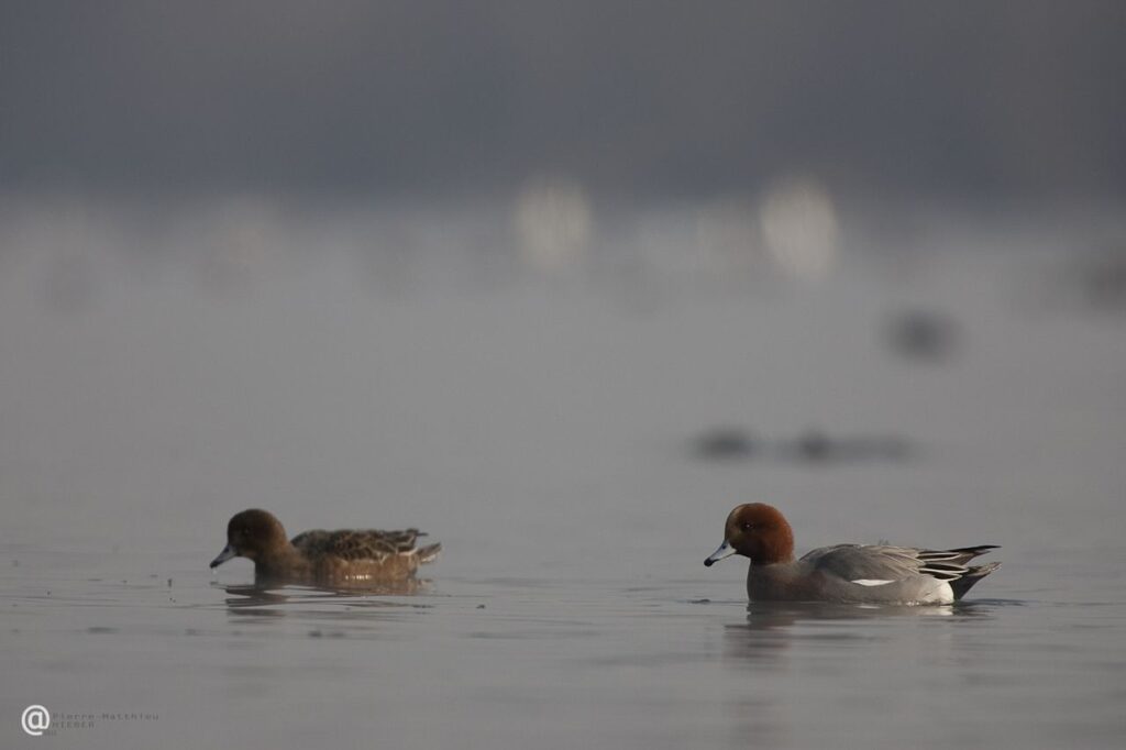 Canard siffleur