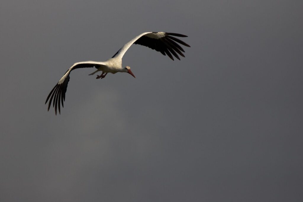 Cigogne blanche