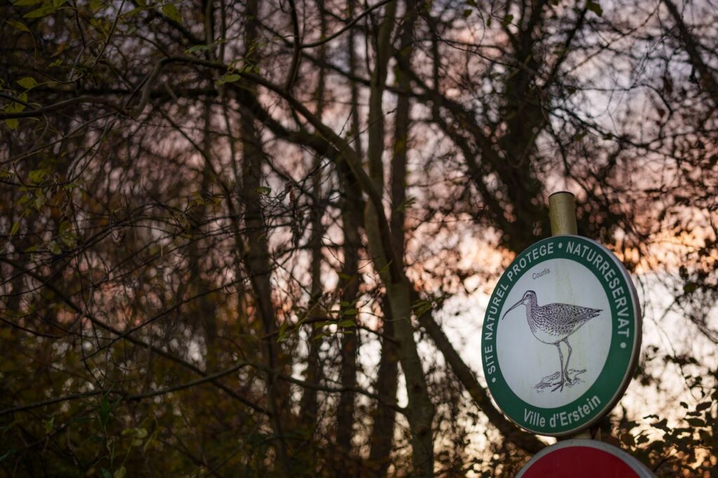 Oiseaux migrateurs en Alsace