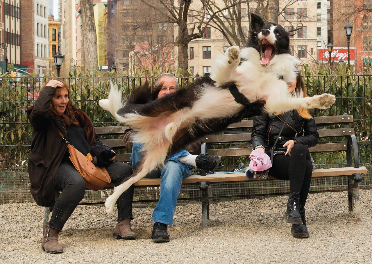 Essayez de ne pas rire avec les lauréats des Comedy Pet Photo Awards 2023