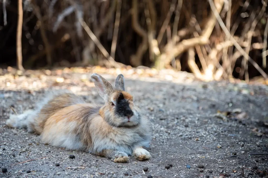 Sanctuaire de la Faune d’Okunoshima