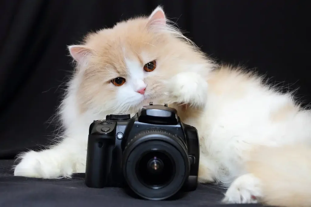 Photographe pour animaux de compagnie