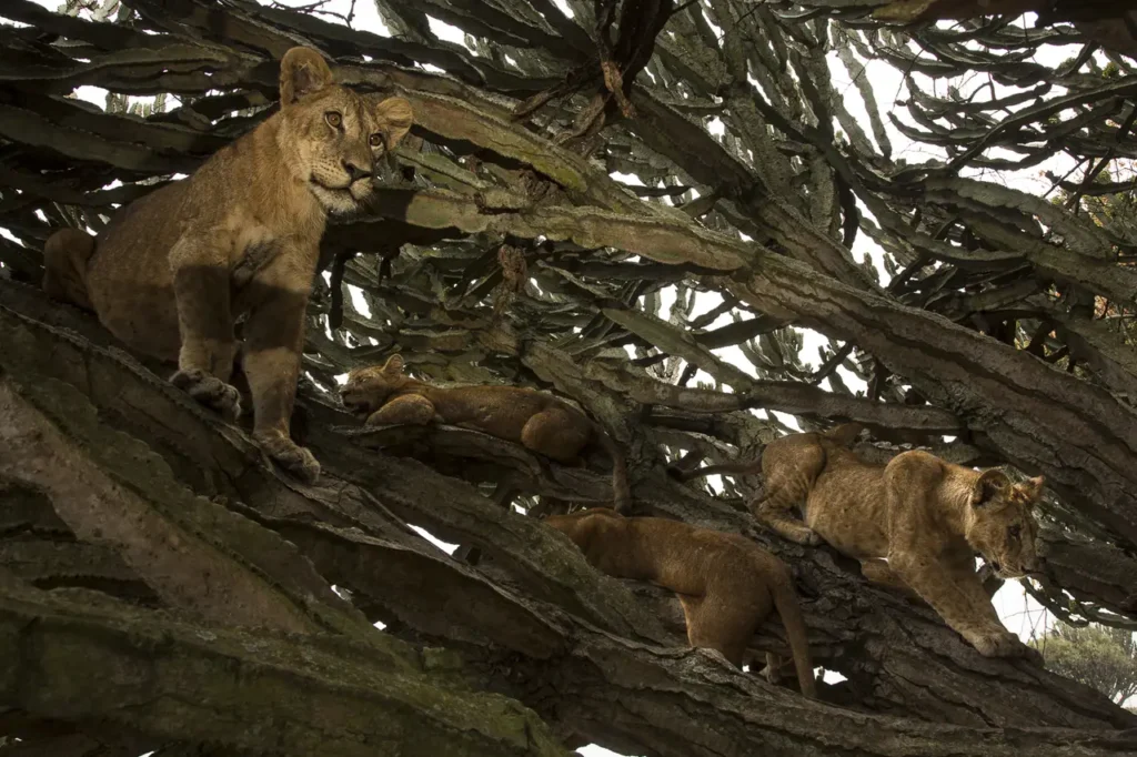 population de lions en Ouganda