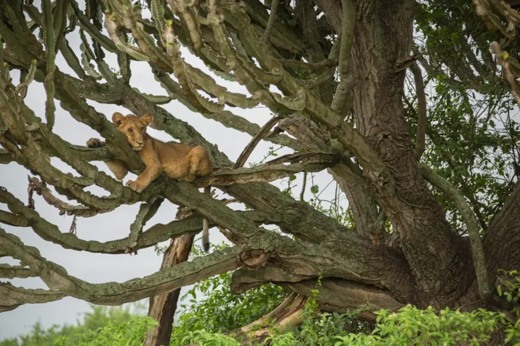 lions d'Afrique en Ouganda