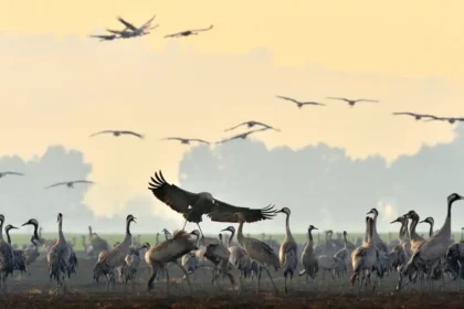 Meilleurs spots pour photographier les grues cendrées