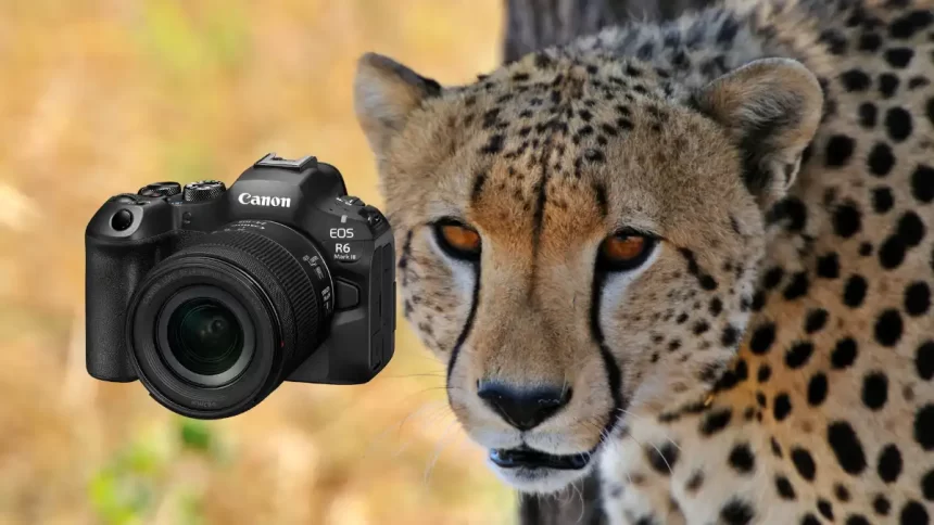 Canon R6 Mark III