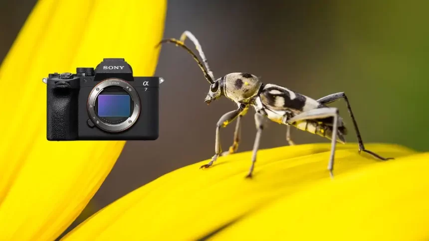 Sony A7 IV firmware 6.00