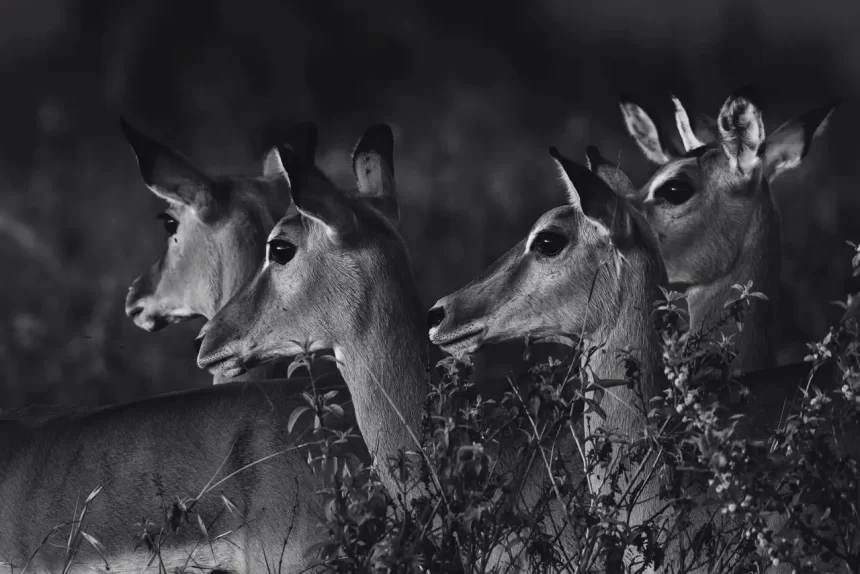 Storytelling photographique