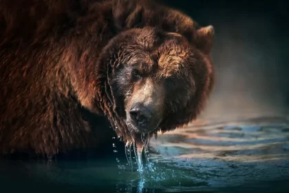 Réussir ses Photos d'Animaux Sauvages